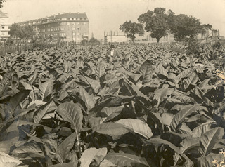 Tabakfeld in MA-Wohlgelegen ca. 1933 Tabakfeld in MA-Wohlgelegen ca. 1933